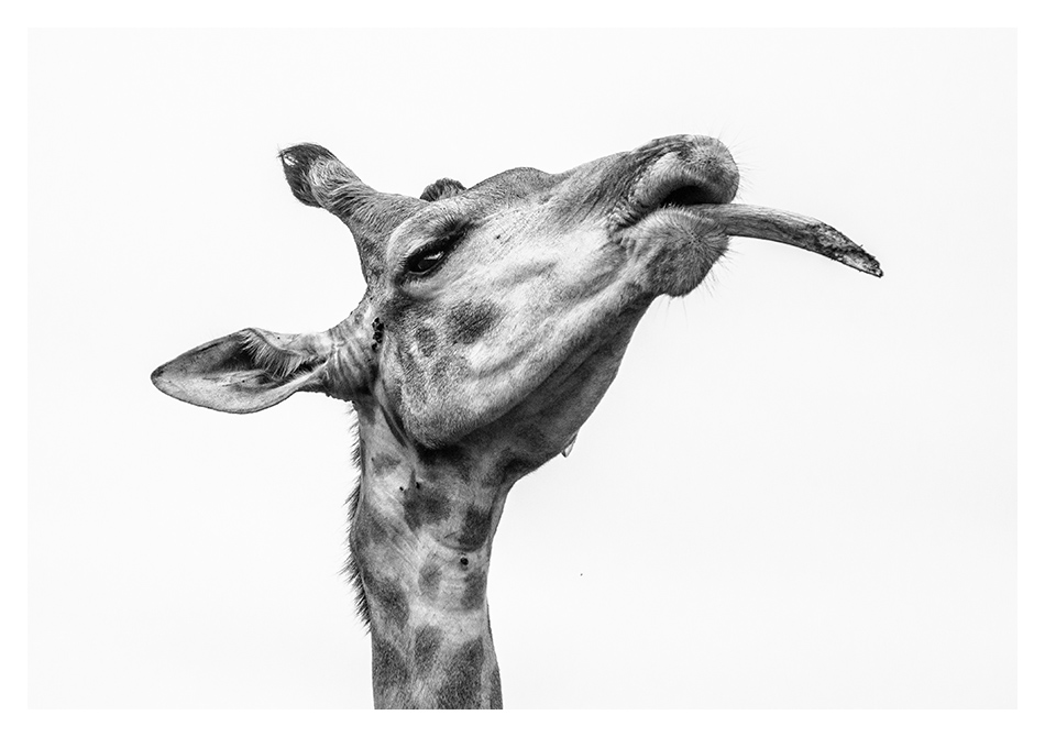 limited edition photo gallery